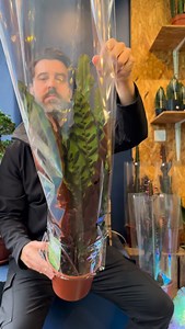 2.2K reactions · 22 shares | One of our favourite prayer plants  The Calathea Rattlesnake is one of the most striking houseplants out there. Variegated two tone green on the top side with a lush burgundy underneath Every night her leaves will move up in a prayer position and as prayer plants go she is lower maintenance than the rest No direct sun, water weekly, easy We do these sizes at £35 華 #thejungleclub #plantshop #birmingham | The Jungle Club Plant Shop | Facebook