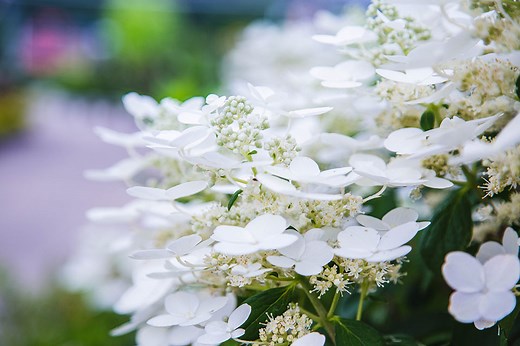 Quick Fire Hydrangeas | Petitti Garden Centers