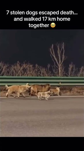 7 stolen dogs escaped death…and walked 17 km home together 🥹