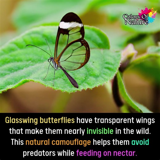 Glasswing butterflies | Colors Of Nature