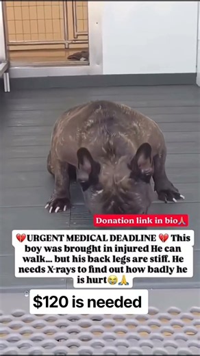 All it takes is $120 to give him the medical care he desperately needs and a real chance to recover.