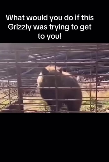 Grizzly Bear Encounter: What Would You Do?
