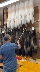 These prime winter quality wolverine fur pelts are super thick and warm. Good sizes. In stock, ready to ship. Fur pelts can be crafted into stylish garments like coats, hats, gloves, and scarves. They provide warmth and a luxurious look. Fur pelts can serve as decorative accents in interior design, such as rugs, wall hangings, or throws, adding texture and warmth to a space. $1795 each #wolverine #realfur #billworbfurs | Bill Worb Furs Inc