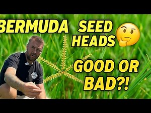 🌱 Bermuda Grass Seed Heads Explained! (Good or Bad for Your Lawn?)