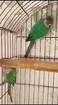 Turquoise Conure Care Guide | Tips for a Happy and Healthy Parrot