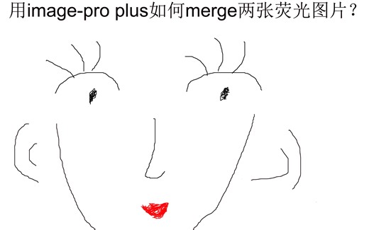 用image-pro plus 如何merge两张荧光图片？