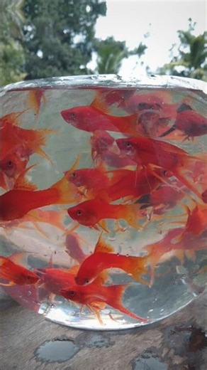 🌶️🌶️ මිරිස් කරල් 🥵 #lotusaqua #fish #trendingshorts #farm #ornamentalfish