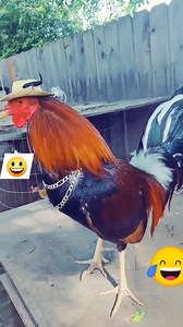 114K views · 2.1K reactions | 藍藍藍 | Ranch Life WG | Facebook