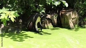 Cercopithecus diana sits on a stone and uses his paw to try to get to the clear water, fascinating by how the green coating quickly returns to its place. Diana monkey enjoys the warm weather by the wa