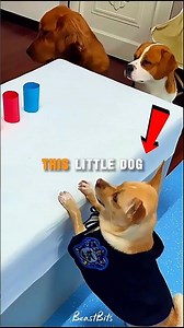 Rubber Band Dog 🔥 #smartdog #funnypets #dogskills