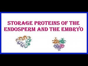 Storage Proteins of the Endosperm and the Embryo