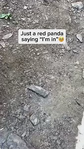 593K views · 1.9K reactions | Red pandas are small, tree-dwelling...