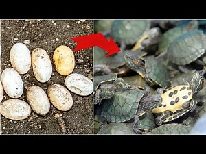 The Fascinating World of Red Eared Slider Turtles!