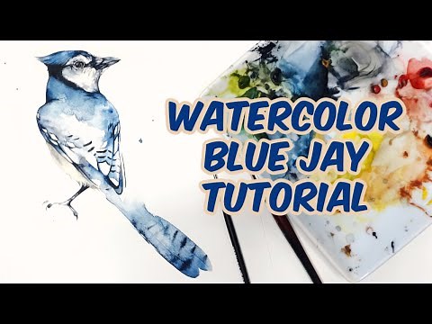 Full Watercolor Blue Jay Tutorial - Easy bird painting