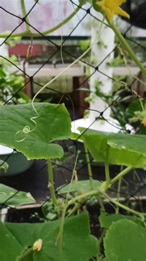 How to pollinate cucumbers in the greenhouse . | Gilbette Blais