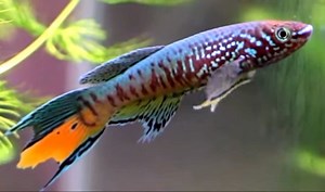 Blue Gularis Killifish (Fundulopanchax sjoestedti) - Tropical Fish Keeping