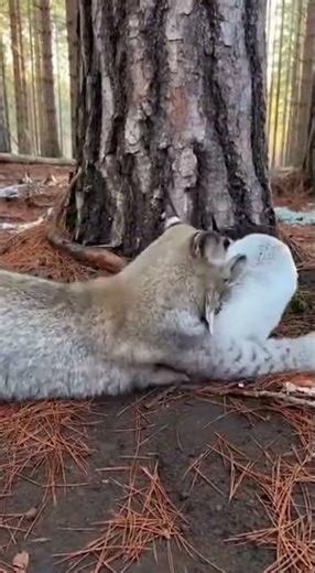 Canopy Crash: Harpy Eagle vs. Sloth #WildlifeAction #HarpyEagle #AmazonRainforest #RawNature