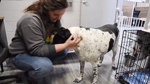 18K views · 1.2K reactions | Chunk is the largest dog in our shelter. At ONE HUNDRED AND SEVENTEEN pounds, he is ready to fill any literal void you may have in your home. Chunk loves to be around people, is very friendly and easy to handle. This big chunk is ready to find his home soon at Fulton County Animal Services. This January, all dogs over 25lbs (Chunk included!), have an adoption fee of just $20! | Fulton County Animal Services | Facebook