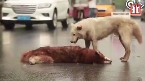 653K views · 1.5K reactions | Dieses Video bricht einem das Herz. | BILD Video | Facebook