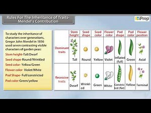 Rules for The Inheritance of Traits - Mendel's Contribution | Chapter 8 | Science | Class 10th