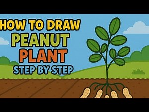 How to Draw Peanut Plant in Easy Steps