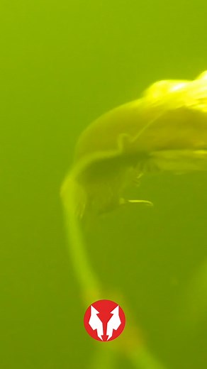 15K views · 121 reactions |  NEW  - WATER WOLF 2K WiFi Underwater...