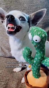 6.1M views · 88K reactions | Get your talking cactus now via the link in our bio Toys BabyFin #baby #toys | Toys BabyFin | Facebook