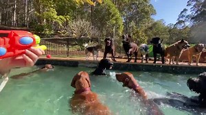 42K views · 5.2K reactions | What motivates your dog to get in the...