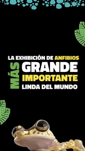 ¿Buscas un plan diferente este fin de semana 🌿👀✨? Prepárate para una experiencia diferente al ingreso del Valle de los Chillos. En un recorrido de aproximadamente 2 horas, serás parte de la exposición de anfibios más grande, más importante y más linda del mundo en la que podrás: ✨ Ver especies que se camuflan y se transforman. 🎶 Escuchar sus cantos en vivo. 🌙 Conocer ranitas nocturnas. ⚠️ Descubrir especies venenosas (¡tranquilo, todo es seguro!) 🧪 Sentirte como todo un científico en nuestr