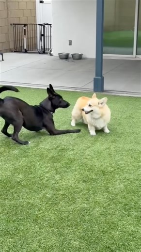 Corgi Playing with Friends #gothamgooddogs