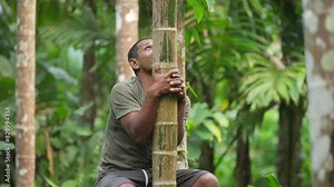 Traditional areca palm tree climbing in southeast asia, farmer harvesting arecanut or betelnut on farm