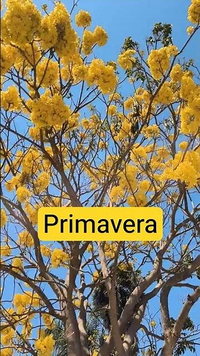Explosion of yellow flowers 🌼 Spring Tree #flowers #Mexicancountryside #countryside #plants #flowers