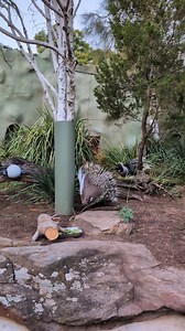 23K views · 1.2K reactions | It's been one month since we welcomed the prickly brothers Walter and Winnie to the zoo! They've settled into their new habitat really well.  You can visit the Cape Porcupines next door to the giraffe and Ring-tailed Lemur habitats. They are nocturnal animals so make them your first or last stop on a visit!  Keeper Amelia | Adelaide Zoo | Facebook