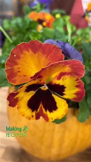 1.7K views · 52 reactions | Join Laura Hair on the next #MakingItGrow as she gets hands-on and creates festive pumpkin planters — perfect for seasonal décor and gardening fun!  Don’t miss it on "Making It Grow," Tuesday at 7 p.m. on #SCETV. | Making It Grow | Facebook