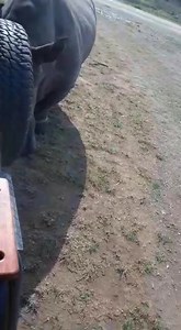 16K views · 1.3K reactions | Thula Thula Special Rhino Moments! Our gorgeous Thabo marking his territory - maybe a "Love Note" for Mona? Filmed by our vigilant 24 hour armed rhino monitoring team! www.ThulaThula.com - www.ThulaThula.de | Thula Thula - Exclusive Private Game Reserve | Facebook