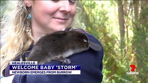 A very special platypus named "Storm" has finally come out of her burrow after being born at Healesville Sanctuary in November. www.7NEWS.com.au #7NEWS | 7NEWS Melbourne