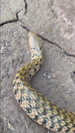 뱀 비늘의 각 층 클로즈업 #뱀 #국립 생물자원관 #animals #wildlife #shorts #naturewildlife #wildlife