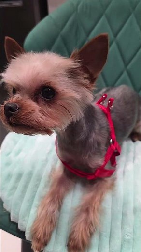 Отправили пса Вагона на стрижку...