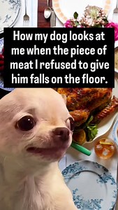 00:00 14.12 🤣 The funniest Evil Dog official Meme page Follow or you won't find it again Grab merch in my bio evildogofficial.com #Pov #doglover #darkjoke #diabolical #memes #evildog #diabolical #relatable #chihuahua #funny #dark #evil #instamemes #smile #unhinged #evilsmile #sideeye | EvilDog Shamsy