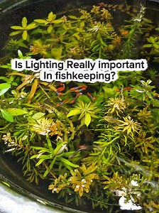 Is Lighting Really Important in Fishkeeping? Key Facts