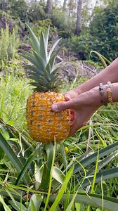 23K views · 799 reactions | pineapple party at the treehouse!  i...