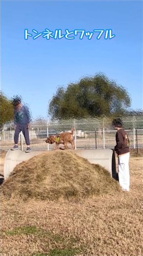 みなさんの家のワンちゃんはトンネル好きですか#cockapoo #shorts