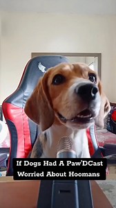 Beagle Podcast... #beagles #beagledog #beaglelovers #dogs #doglovers #viraldog #reels #reelsfb #reelsviral | Baileys The Beagle