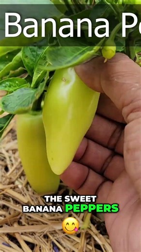 Why You SHOULD Overwinter Your Peppers! 🌶️