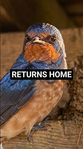 This Tiny Bird Returns to the Same Nest🪺