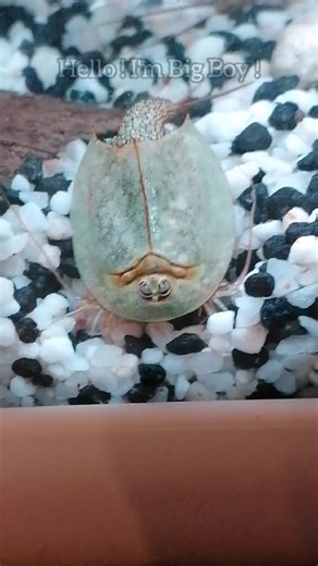 Triops: Prehistoric Fish in Indonesia