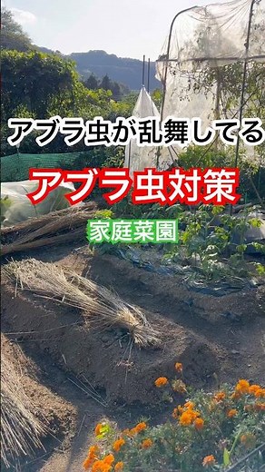 空の浮き雲の家庭菜園 アブラ虫対策の酢のスプレー散布する。#畑再生 #家庭菜園 #田舎暮らし