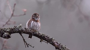 Northern pygmy owl singing (Glaucidium californicum) | BIRDS & Nature
