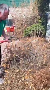 10K views · 127 reactions | Pruning your perennials, shrubs and trees!  | Dutch Saskatoon | Facebook