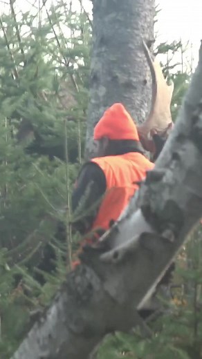 Pour connaitre tout sur l’approche finale 👉 inscrit toi a ma formation 2024… clic sur le liens dans ma bio… vous verrez tout cette scenes dans la tournee de film chasse et pêche - Bête de chasse 2024 #orignal #hunting #moose #chasse #buck